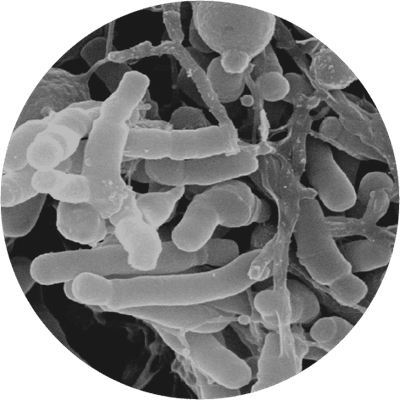 Bifidobacterium Lactis Bi-07® | Database